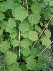 Acer tegmentosum