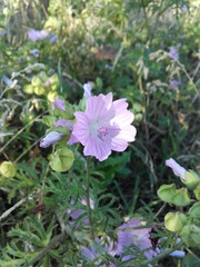 Malva moschata