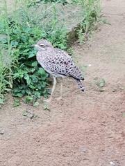 Burhinus