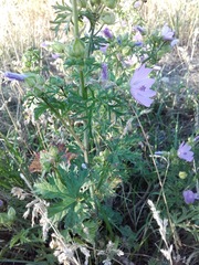 Malva moschata