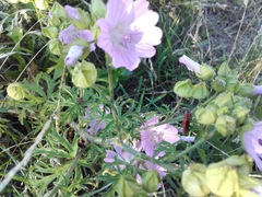 Malva moschata