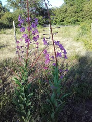 Chamaenerion angustifolium