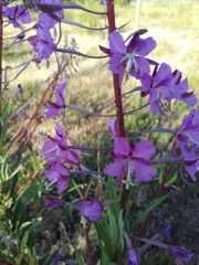 Chamaenerion angustifolium