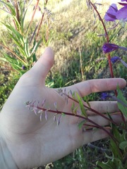 Chamaenerion angustifolium
