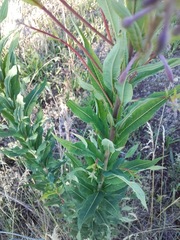 Chamaenerion angustifolium