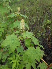 Acer ukurunduense
