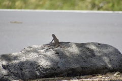 Callisaurus draconoides ventralis