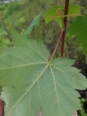Acer ukurunduense