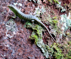Dasia grisea