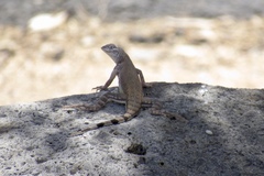 Callisaurus draconoides ventralis