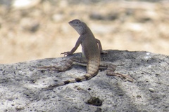 Callisaurus draconoides ventralis