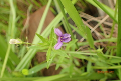 Monopsis stellarioides
