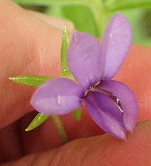 Monopsis stellarioides