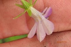 Monopsis stellarioides