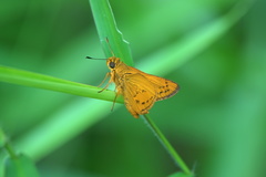 Cephrenes trichopepla