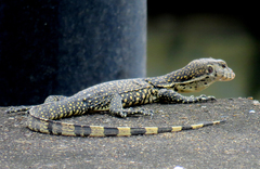 Varanus salvator macromaculatus