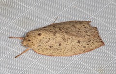 Euchaetis cryptorrhoda