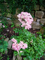 Phlox paniculata