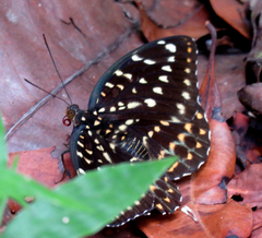 Lexias dirtea merguia