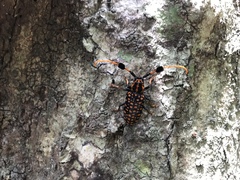 Aristobia approximator