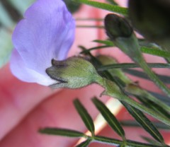 Psoralea affinis