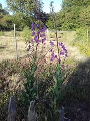 Chamaenerion angustifolium