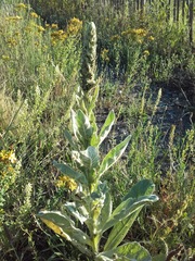 Verbascum