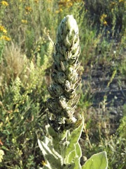 Verbascum