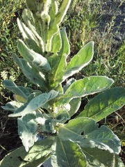 Verbascum