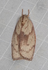Euchaetis
