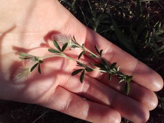 Trifolium arvense
