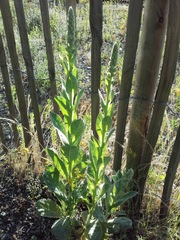 Verbascum