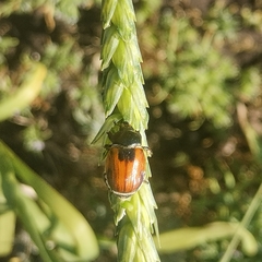 Anisoplia austriaca