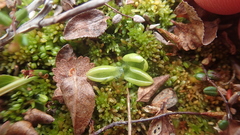 Pinguicula villosa