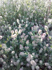 Trifolium arvense