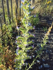 Echium vulgare