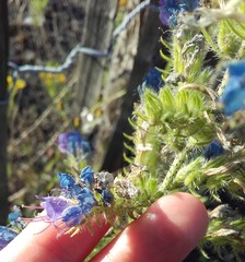 Echium vulgare