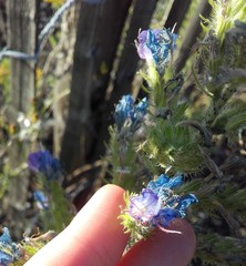 Echium vulgare