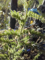 Echium vulgare