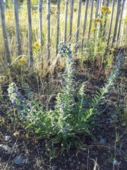 Echium vulgare