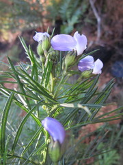 Psoralea affinis
