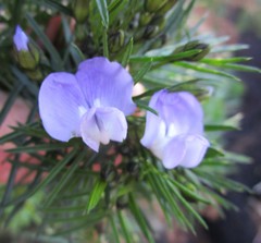 Psoralea affinis
