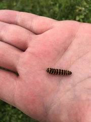 Tyria jacobaeae
