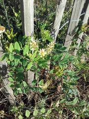 Astragalus glycyphyllos