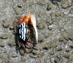 Paraleptuca crassipes