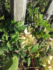 Astragalus glycyphyllos
