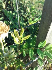 Astragalus glycyphyllos