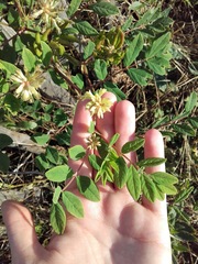 Astragalus glycyphyllos
