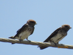 Petrochelidon fluvicola