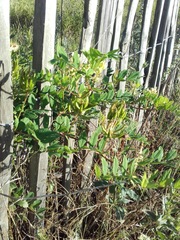 Astragalus glycyphyllos